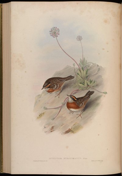 Accentor strophiatus = Prunella strophiata de John Gould